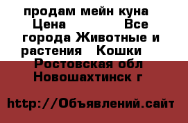 продам мейн куна › Цена ­ 15 000 - Все города Животные и растения » Кошки   . Ростовская обл.,Новошахтинск г.